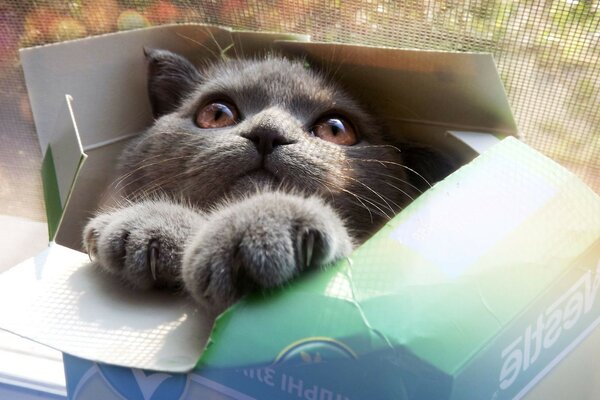 A gray kitten is sitting in a box