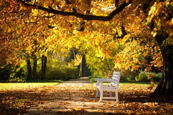 A yellowed tree in an autumn park