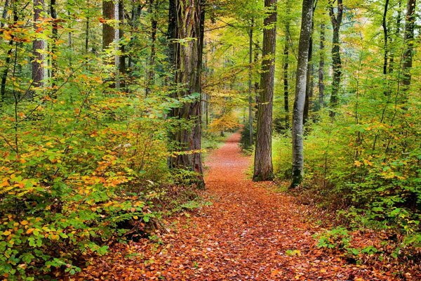 Miracle de la nature comme un beau feuillage d automne