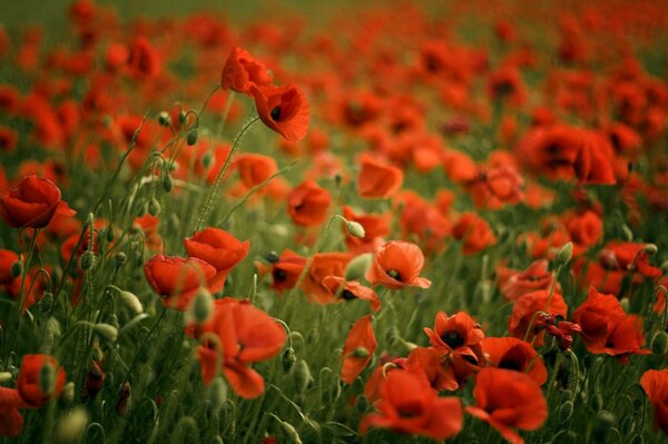 Champ de beaux coquelicots rouges