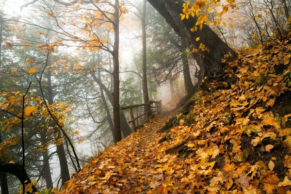 Niebla y hojas amarillas en el bosque