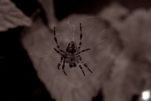 Araña en una telaraña contra un fondo de hojas grises