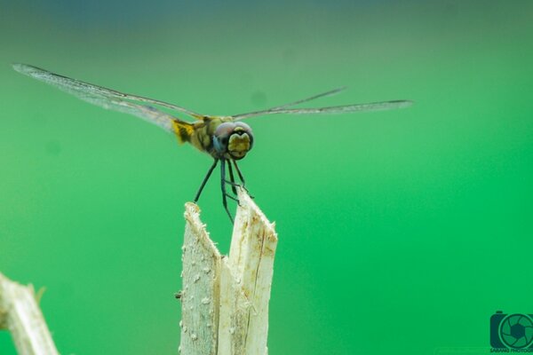 The dragonfly got tired and moved to the stump