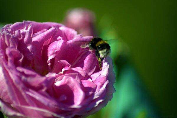 A noisy bumblebee pollinates a pink flower
