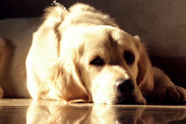 Un chien ennuyé attend son maître