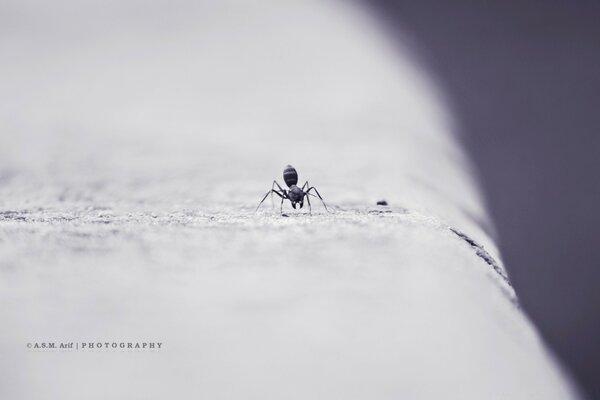 Una pequeña araña corre sobre el asfalto