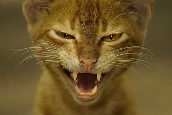 Porträt einer Katze mit einem unzufriedenen Gesicht