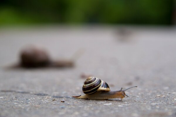 A snail crawls along an asphalt road