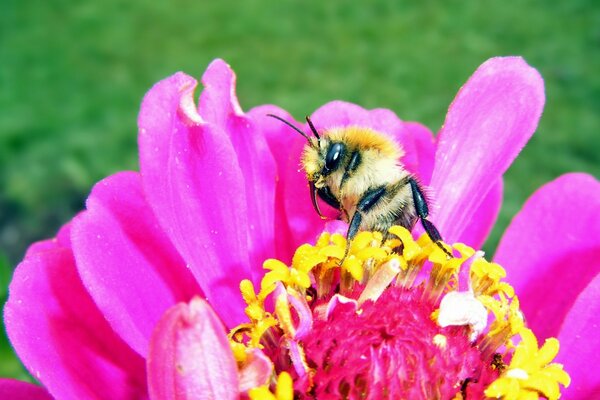 Eine Biene isst Pollen von einer Blume