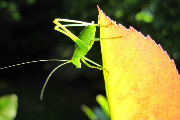 Pequeno gafanhoto verde