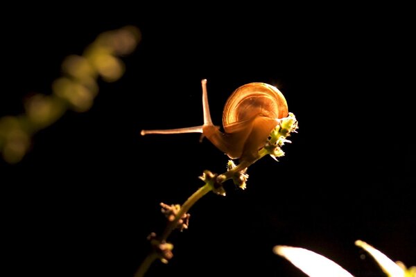 Snail on a dark background macro shooting