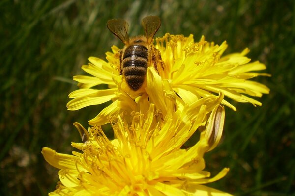 Bumblebee on a yellow flower