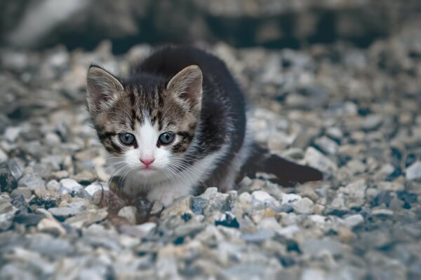 Cute cat on small stones