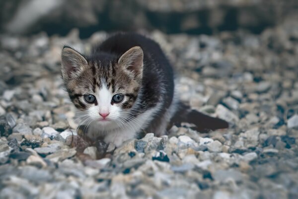 Słodki kot na małych kamieniach