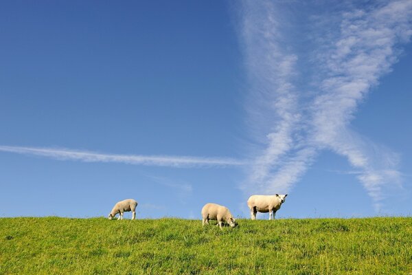 Sheep on a clear day in the meadow