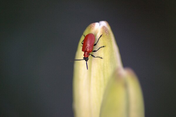 Photo of a red beetle on a flower