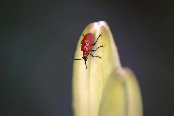 Photo d un scarabée rouge sur une fleur