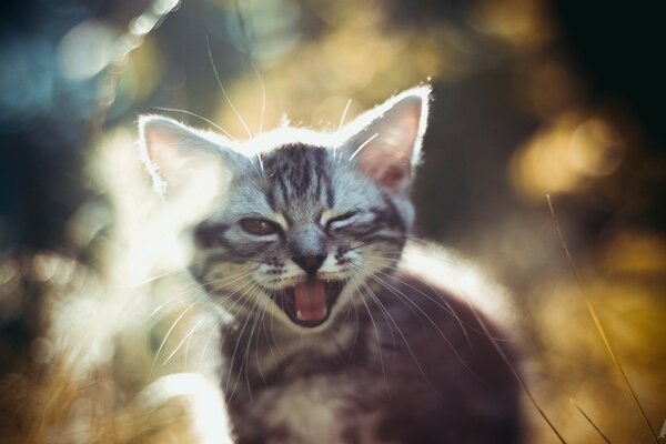 Lindo gatito rayado guiño