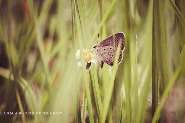 Mariposa gris hoja de hierba verde