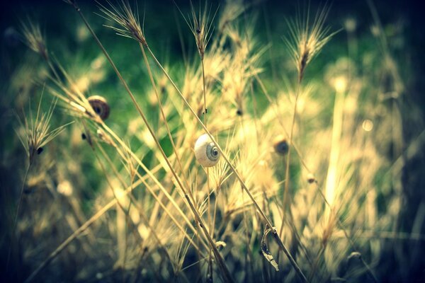 Roggen im Feld der Sonnenstrahlen