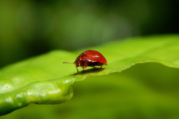 Red ladybug on a green leaf