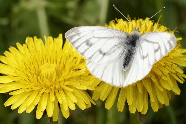 La farfalla bianca si siede sul fiore