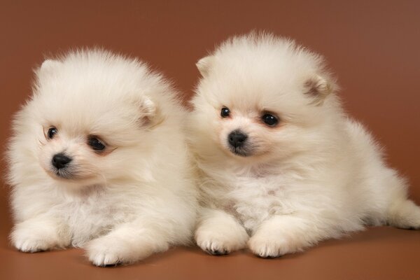 Two cute white puppies