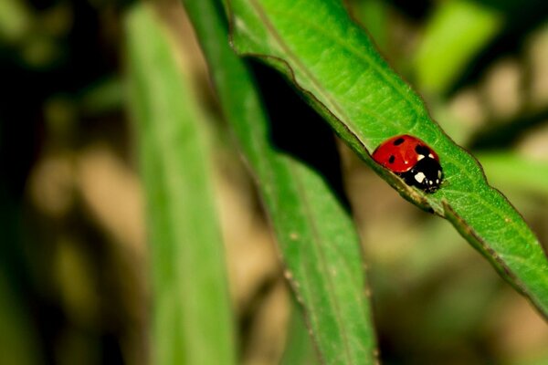 A ladybug is sitting on a leaf