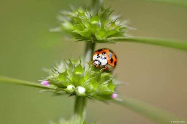 Coccinella sulla pianta da vicino