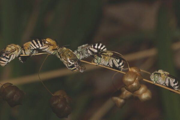 Several insects are sitting on a tree