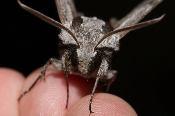 A large moth on a man s arm