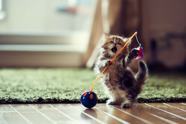 Divertido lindo gatito jugando