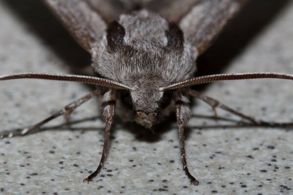 Foto des Insekts in Nahaufnahme