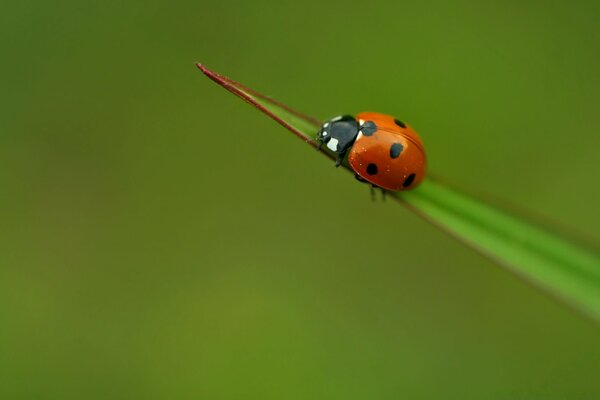 Coccinella seduta su una foglia