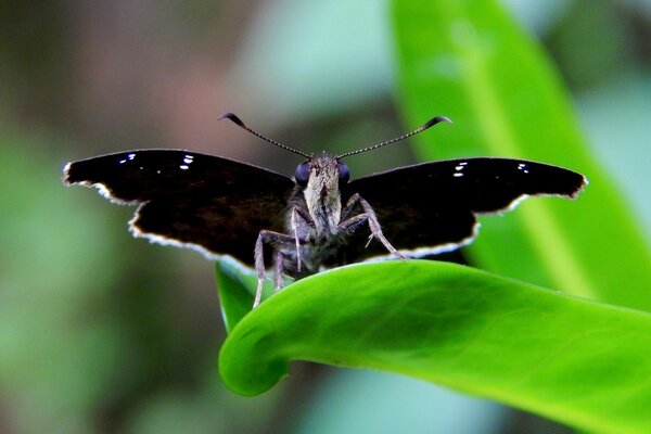 Foto de una mariposa negra en una hoja