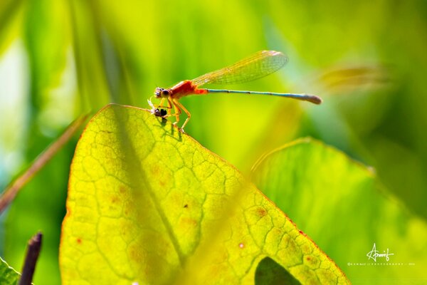 Insecto en una hoja en la naturaleza