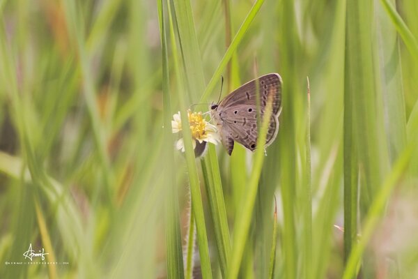 A butterfly drinking the nectar of a flower