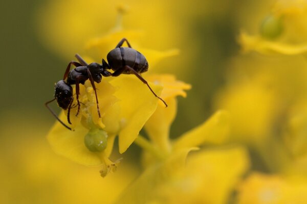 Formiga em uma flor amarela