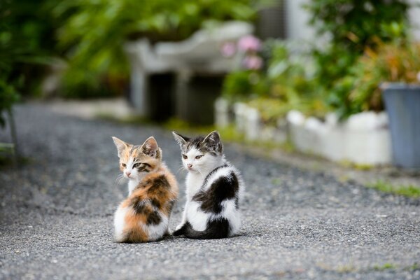 Gatitos manchados de diferentes colores