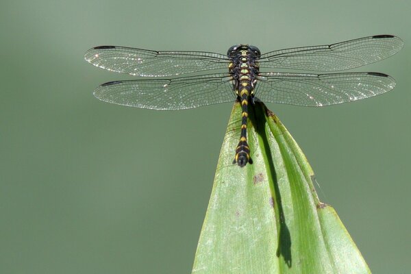 Photo dragonfly on a green leaf