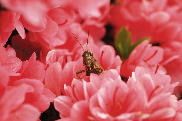 Eine Heuschrecke in einem Strauß roter Blumen