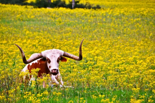 Toro con enormi corna si trova sul campo