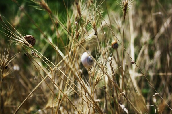 Centeio no campo prazer natural