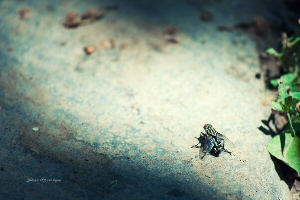 A fly sat down to bask on a stone