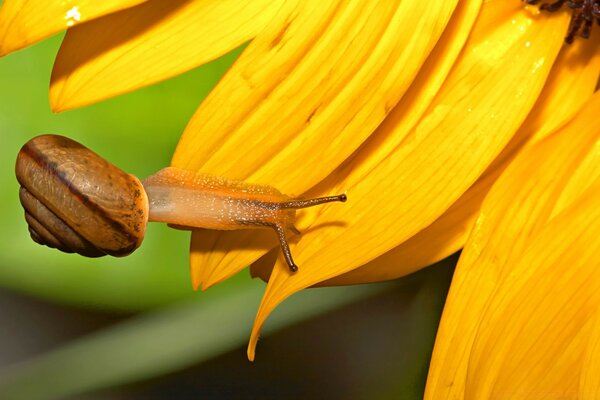 Gros escargot sur une fleur jaune