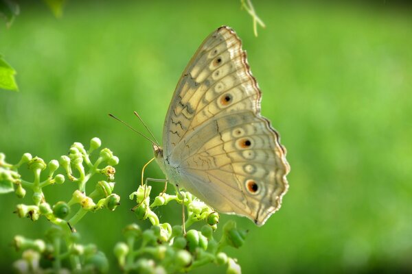 La mariposa recolecta néctar en un clima soleado