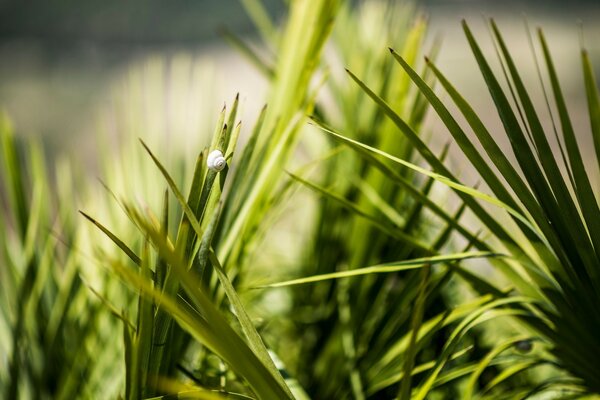 Schnecke sitzt auf grünem Gras Hintergrund