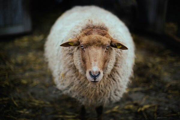 Ein nicht geschorenes Schaf steht im Gehege