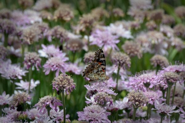 A butterfly sits on purple flowers