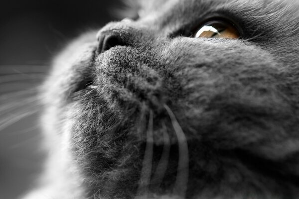 Monochrome portrait of an ashen cat